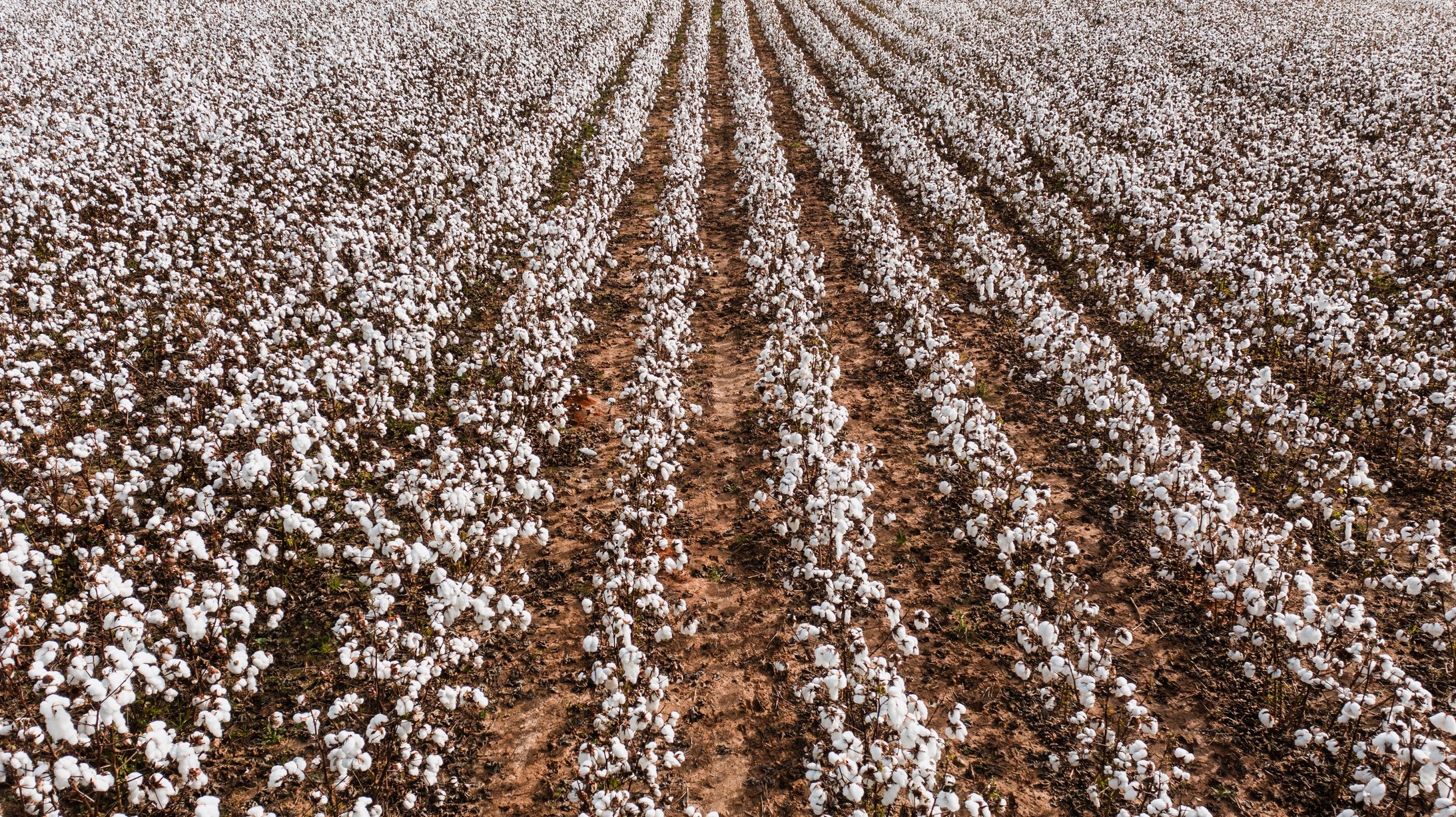 Cotton Growing in a Field