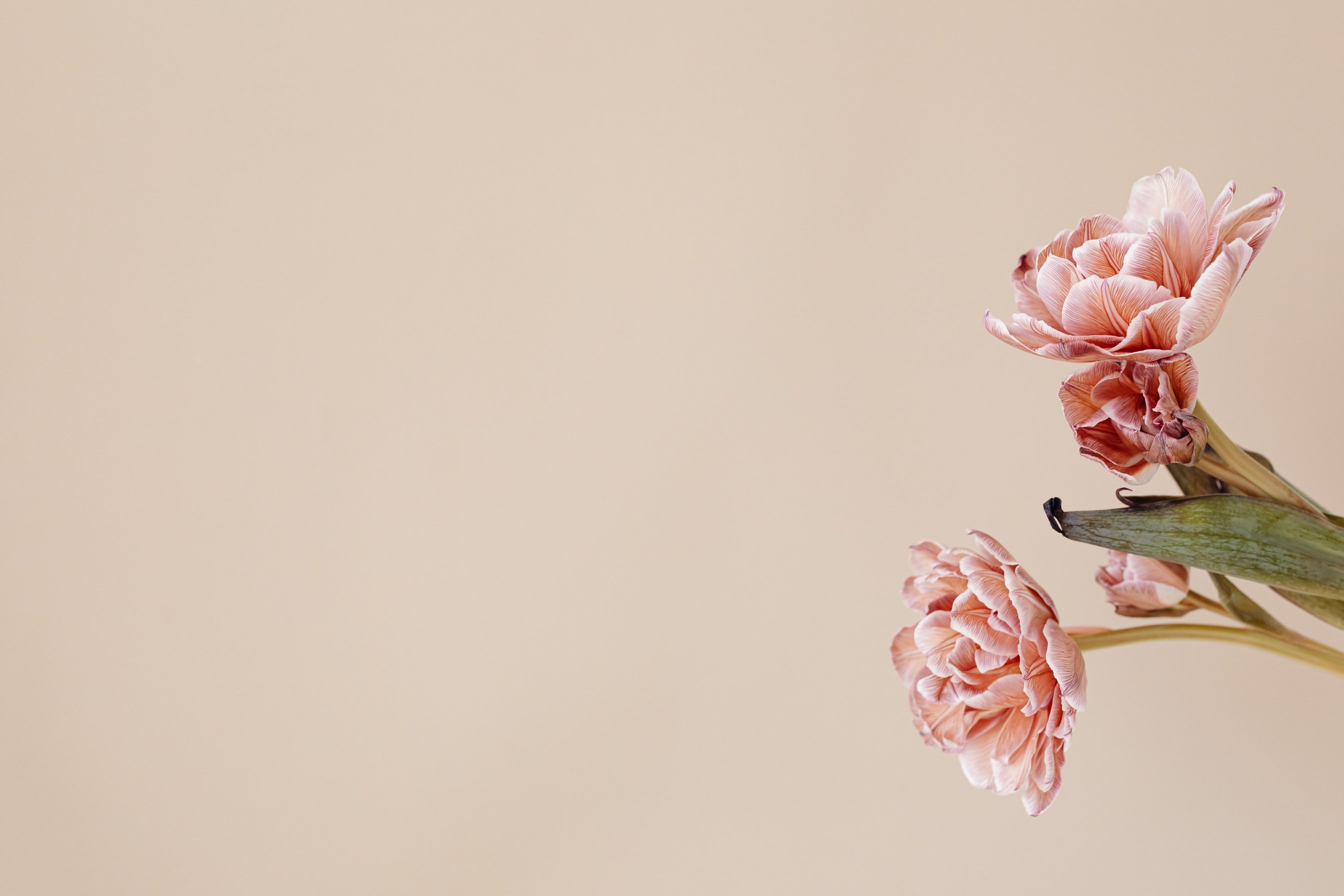 Pink Blooming Flowers Against a Beige Background